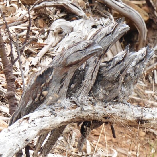 Tawny frogmouths