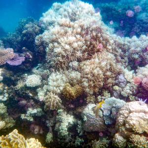 Great Barrier Reef coral