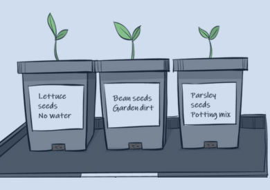 Illustration of three seed pots
