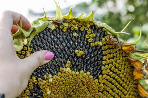 Woman's hand showing how seeds grow in a sunflower flower