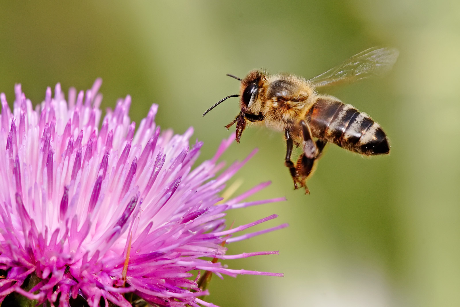 Honey bee landing on thistle