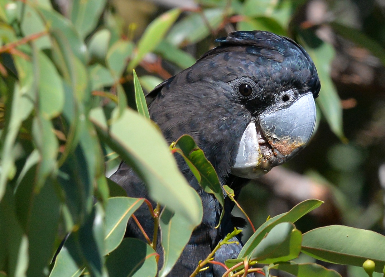 Red-tailed black cockatoo