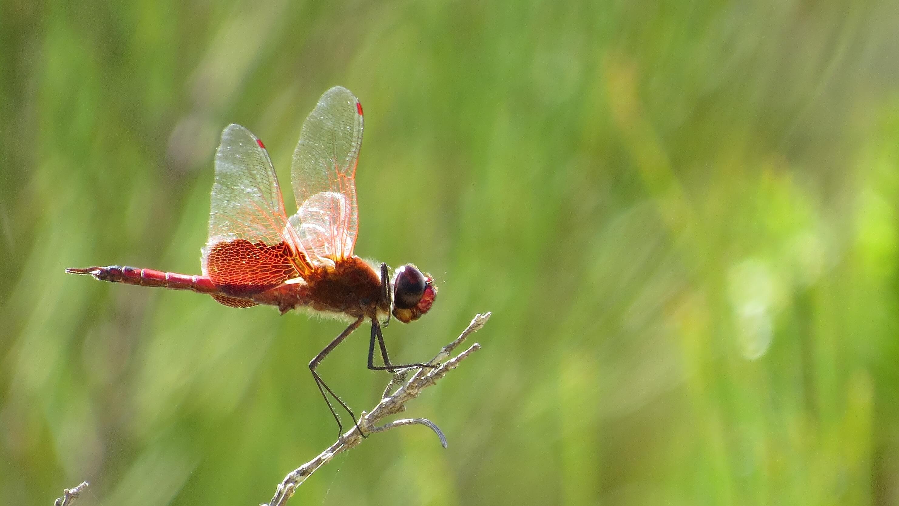 Red-winged dragonfly