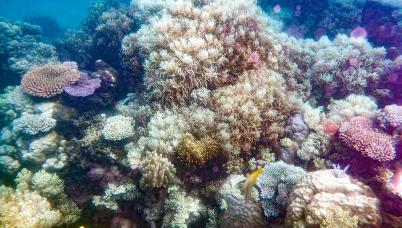 Corals of the Great Barrier Reef