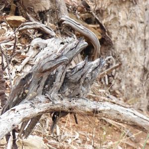 camoflagued bird family of 4