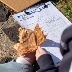 Student drawing a leaf