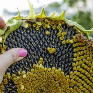 Woman's hand showing how seeds grow in a sunflower flower