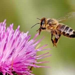 Honey bee landing on thistle