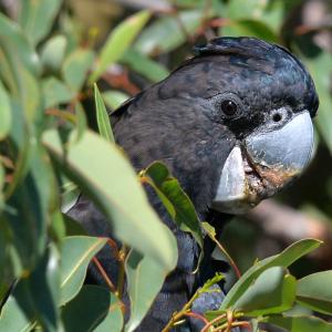 Red-tailed black cockatoo