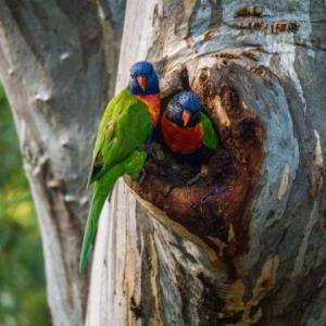Rainbow lorikeet