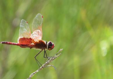 Red-winged dragonfly
