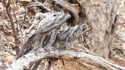 camoflagued bird family of 4