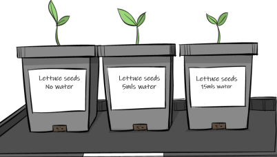 Lettuce grown in seedlings