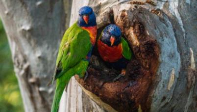 Rainbow lorikeet