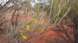 Wattle flowers and leaves. Iron-rich soil as a backdrop