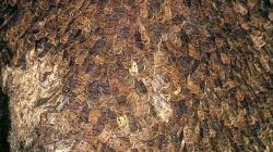 Migrating bogong moths, huddling