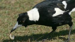 Australian Magpie digging up a grub