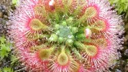 Carnivorous Sundew plant