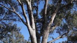 Gum tree (Eucalyptus microcarpa) 