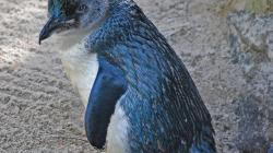 A little blue penguin (Eudyptula minor)