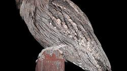 A desert bird, clearly silhouetted against the dark by flash photography