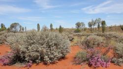 Springtime in the desert