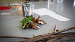 Leaves, sticks, and other materials are seperated on a desk ready for students to examine them. 