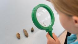 Student looks at rocks using magnifying glass