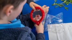 Student looks at leaves through magnifying glass