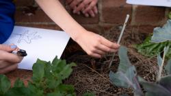 Students test the temperature of soil and draw a diagram of a leaf