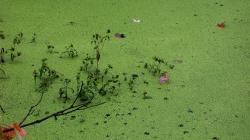Duckweed in a body of water 