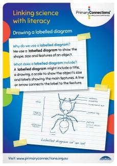 Labelled diagram classroom display